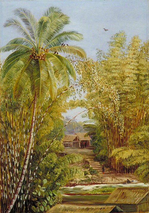 Bamboos and Cocoanut Palm, , Marianne North