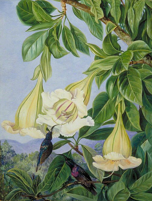Foliage and Flowers of a Tropical American Shrub and Honeysuckers, , Marianne North