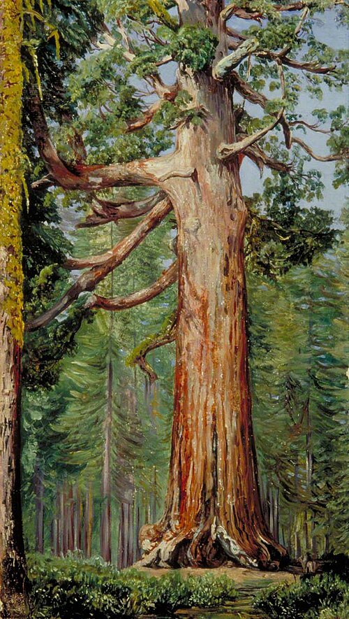 The 'Great Grisly' Big Tree of the Mariposa Grove, , Marianne North