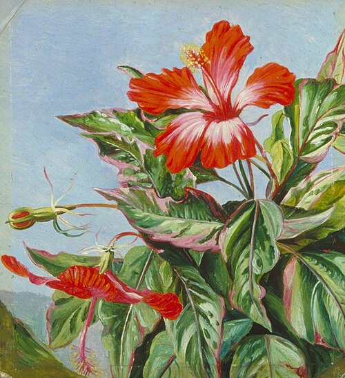 A New Caledonian Plant, Hibiscus cooperi, , Marianne North