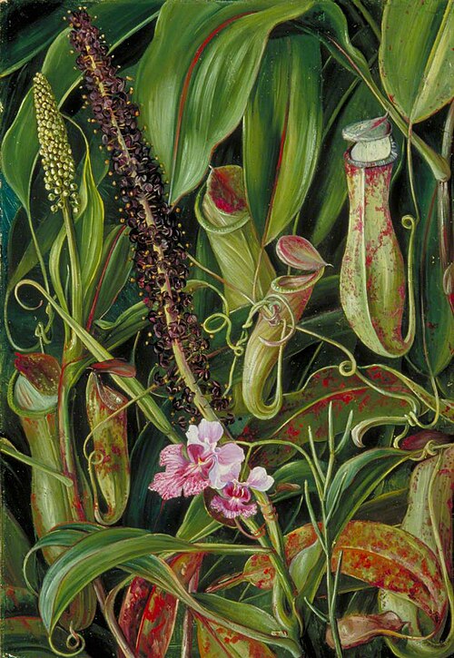 Foliage, Pitchers and Flowers of a Bornean Pitcher Plant, and an Orchid, , Marianne North