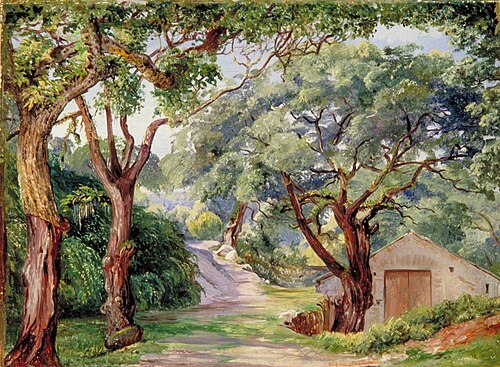 Cork Trees at Cintra near Lisbon, , Marianne North