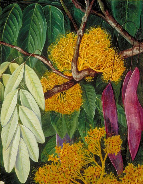 Foliage, Flowers and Fruit of a Malayan Tree, , Marianne North
