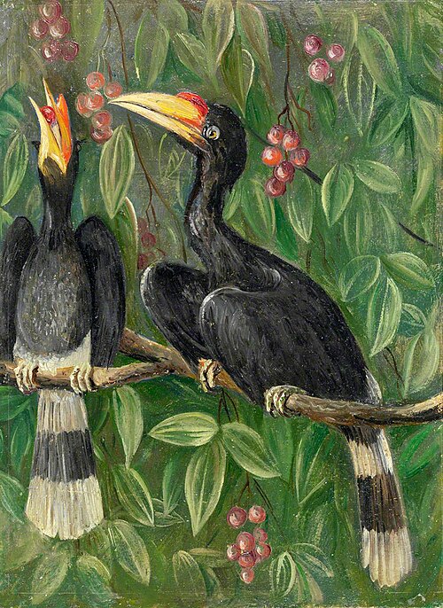 Great Hornbill Birds, , Marianne North