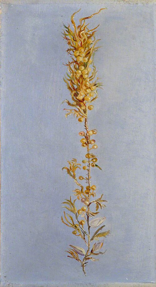 Study of Gulf Weed, , Marianne North