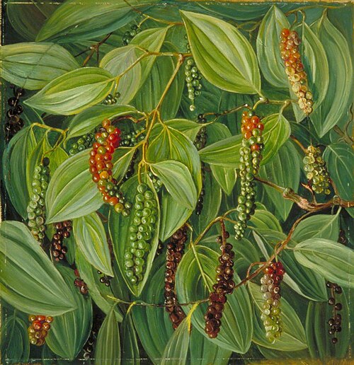 Foliage, Flowers and Fruit of the Pepper Plant, , Marianne North