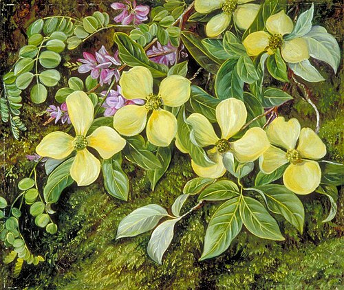 Flowers of a Dogwood and an Indigo from the Himalayas, , Marianne North