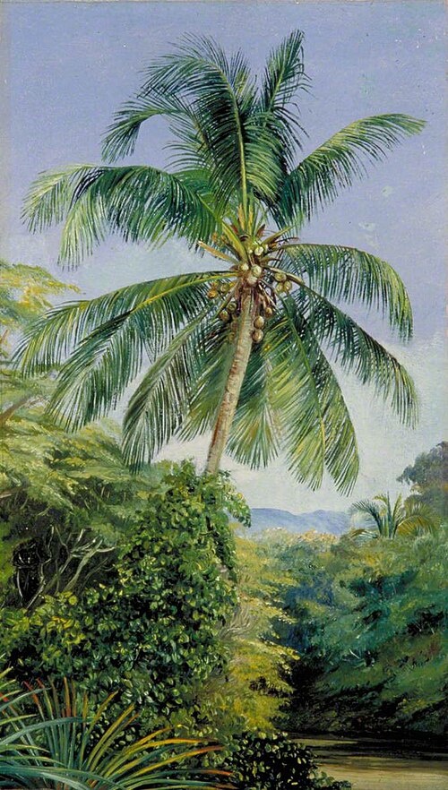 Study of Cocoanut Palm, , Marianne North