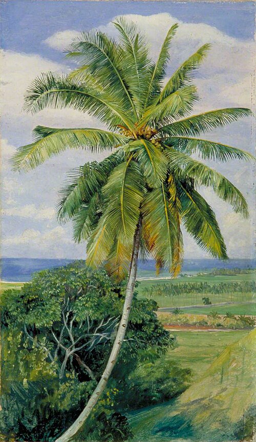 Study of Cocoanut Palm, , Marianne North