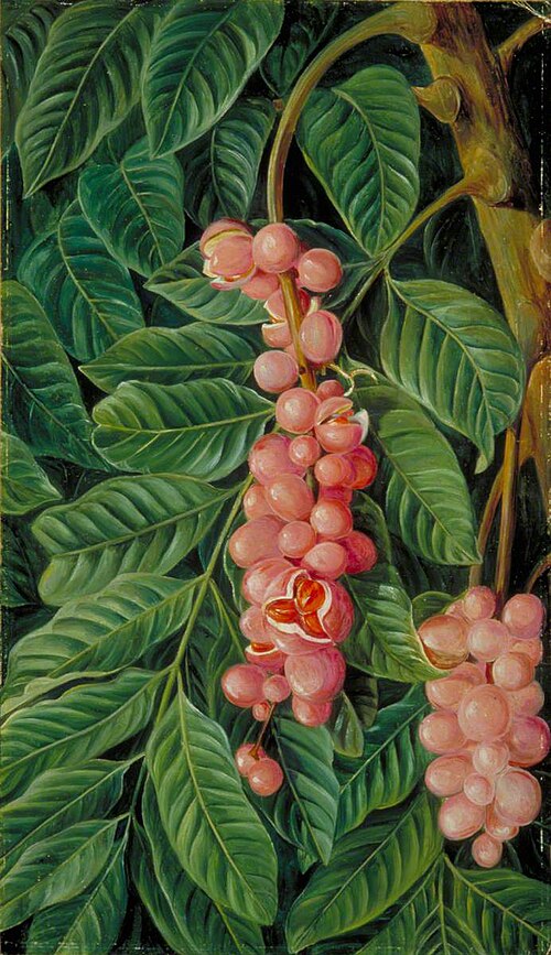Foliage and Fruit of a Forest Tree of Java, 1876, Marianne North