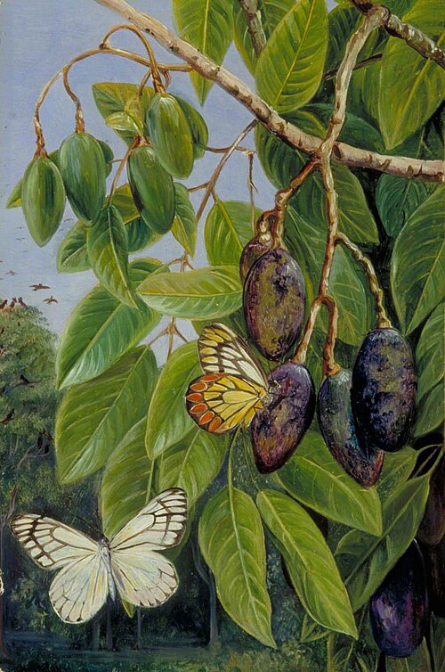Foliage and Fruit of the Kenari and Butterfly, Java, 1876, Marianne North