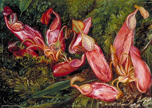 Young Pitchers and Ripe Seed-Vessels of a Pitcher Plant of Java, 1876, Marianne North