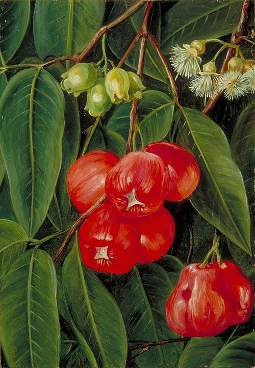Flowers and Fruit of the Jamboa Boll, Java, 1876, Marianne North