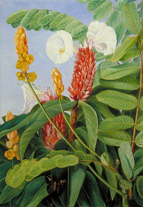 Two Swamp Plants of Java in Flower, 1876, Marianne North