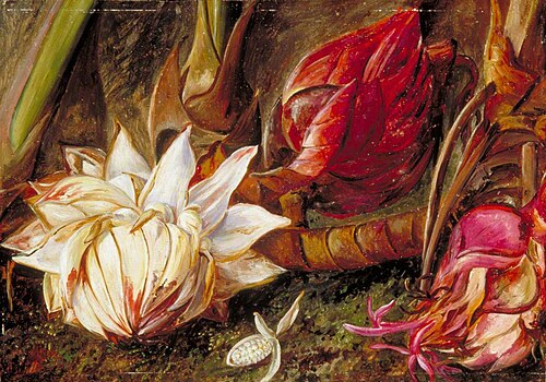 Inflorescence of a Plant of the Ginger Family from Java, 1876, Marianne North