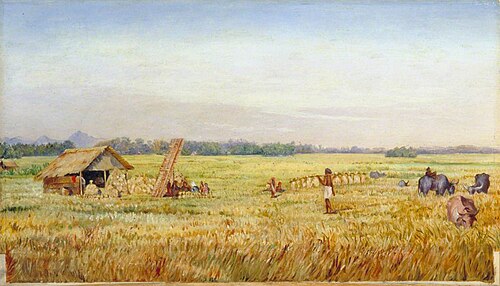 Rice Harvest near Bandong, Java, 1876, Marianne North