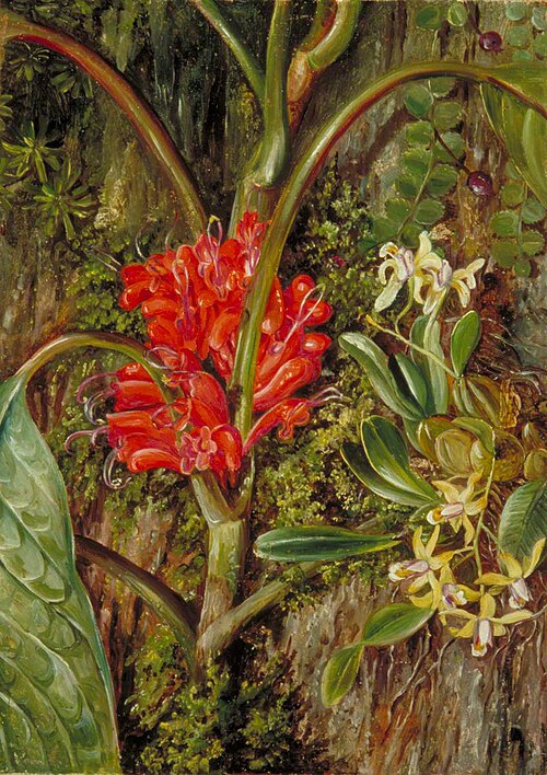 Java Flowers, 1876, Marianne North