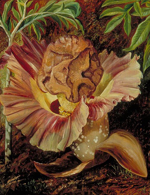 Leaf and Inflorescence of a Gigantic Aroid, Java, 1876, Marianne North