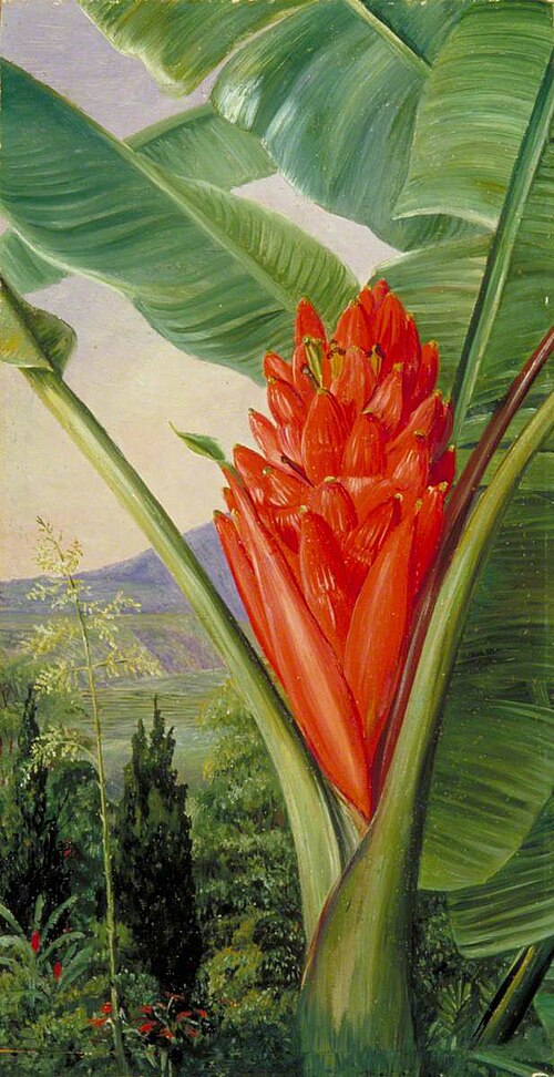 Banana, American Aloe and Cypress in a Garden, Java, 1876, Marianne North