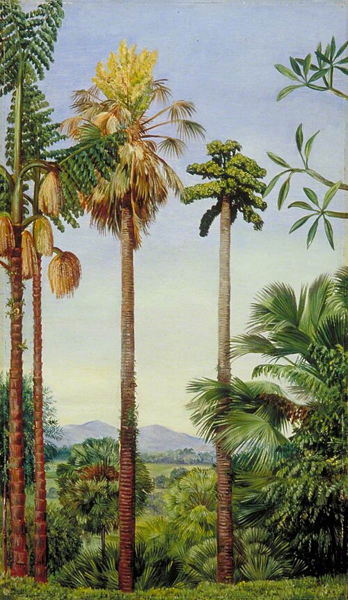The Talipot Palm in Flower and Fruit, and Wine Palm in Flower at Buitenzorg, Java, 1876, Marianne North