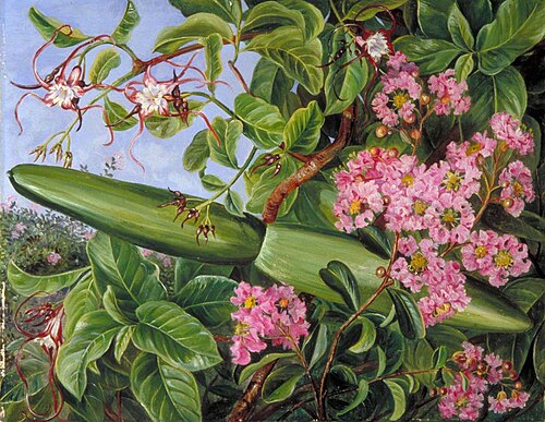 Two Flowering Shrubs of Java, 1876, Marianne North