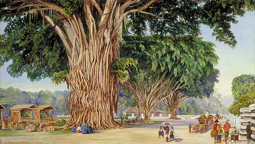 The Great Square of Malang, Java, 1876, Marianne North