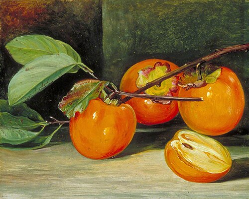 Japanese Persimmon or Kaki Fruit, 1876, Marianne North