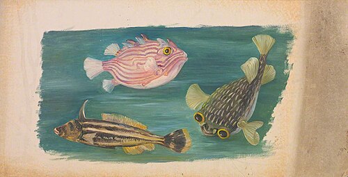 Fishes, , Marianne North