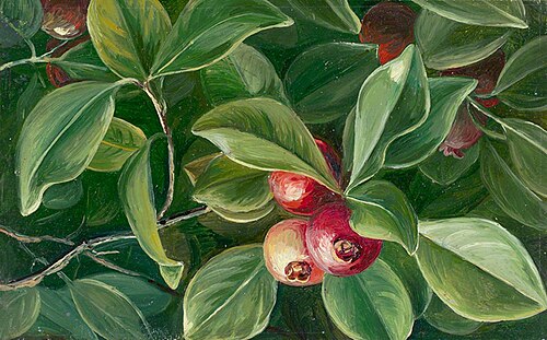 Psidium littorale, , Marianne North