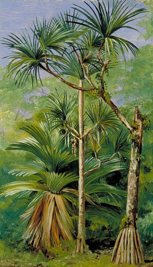 Study of Screw Pine, , Marianne North