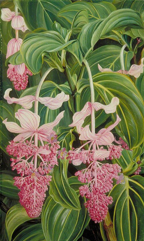 Foliage and Flowers of Medinilla magnifica, , Marianne North