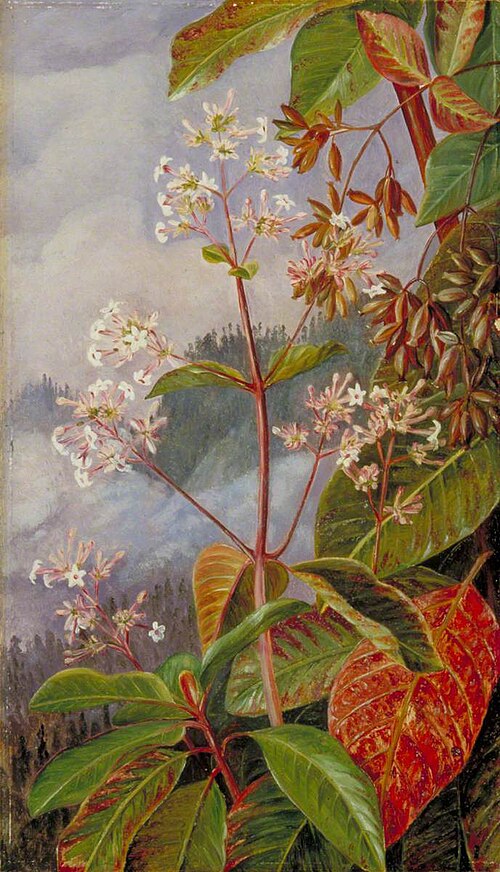 Foliage, Flowers and Seed-Vessels of a Peruvian Bark Tree, , Marianne North