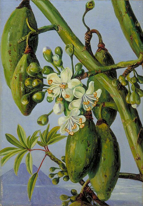 Young Leaves and Flowers, and Fruit of Cotton Tree, , Marianne North