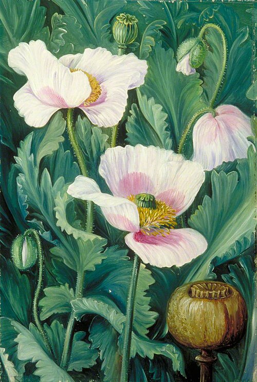Foliage, Flowers and Seed-Vessel of the Opium Poppy, , Marianne North