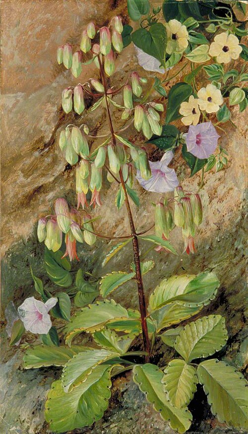 Study of the 'Plant of Life', , Marianne North