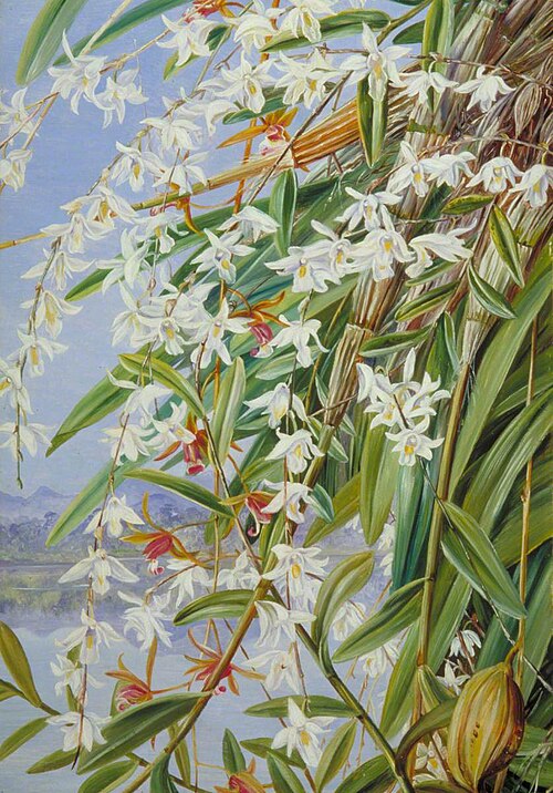 The Turong or Pigeon Orchid in Borneo, and a Purple-Brown Cymbidium, , Marianne North