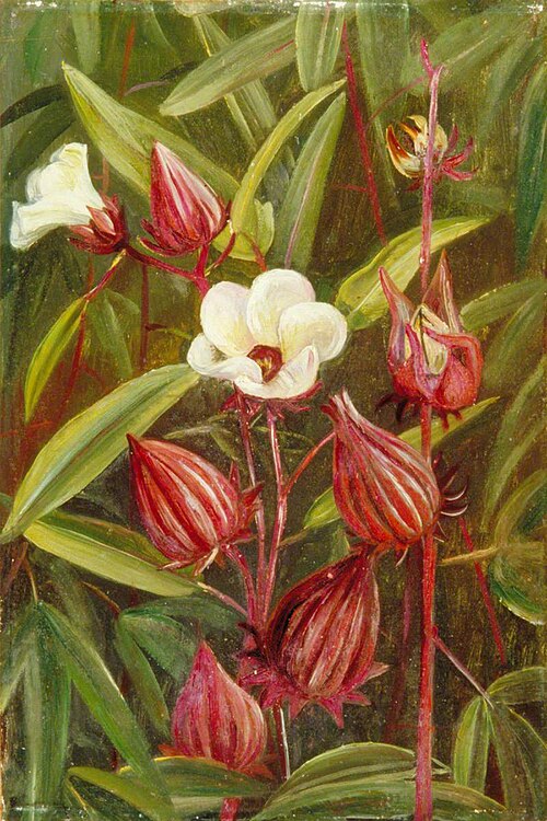 Flowers of Roselle, , Marianne North