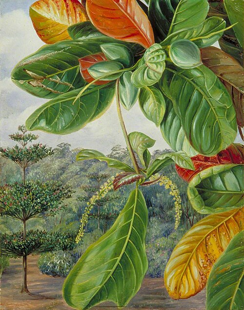 Indian Almond, , Marianne North