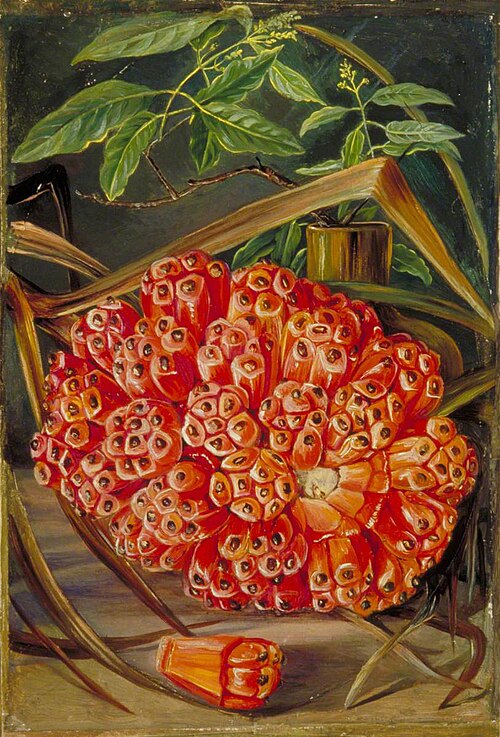 Ripe Fruit of a Screw Pine and a Sprig of Sandal Wood, , Marianne North