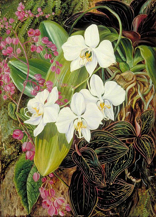 Malayan Moth Orchid and an American Climber, , Marianne North