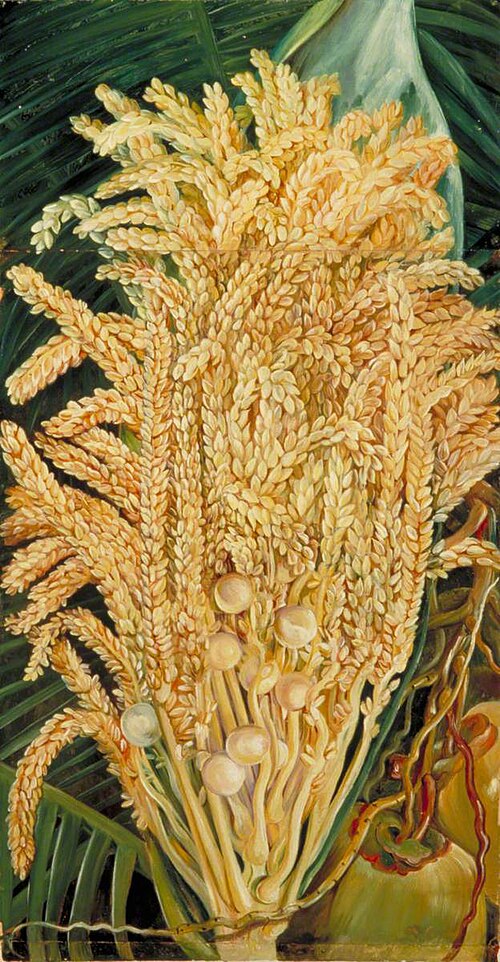 Inflorescence and Ripe Nuts of the Cocoanut Palm, , Marianne North