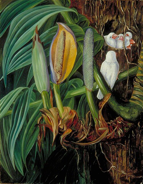 Climbing Aroid and a Nest of White Sparrows, Java, 1876, Marianne North