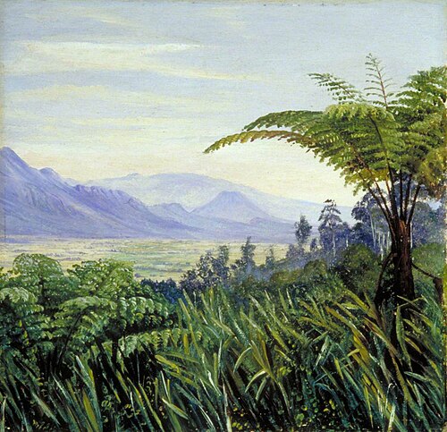 Tree Fern in the Preanger Mountains, Java, 1876, Marianne North