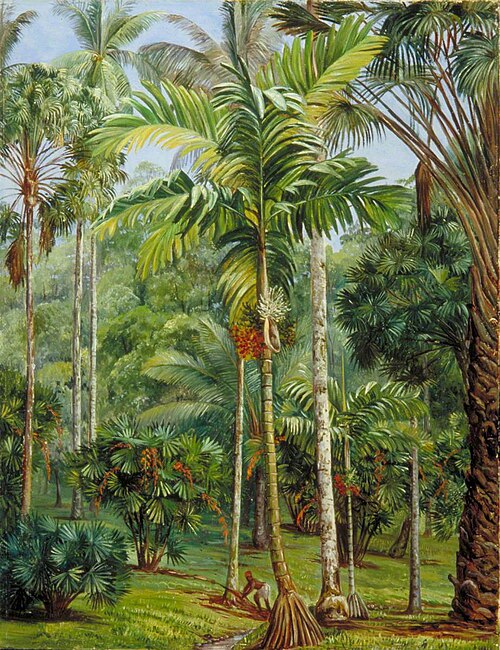 Group of Palms, Botanic Garden, Buitenzorg, Java, 1876, Marianne North