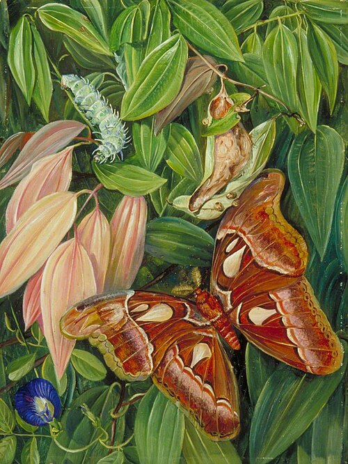 Foliage of a Cinnamon and Atlas Moth, , Marianne North