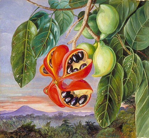 Foliage and Fruit of Sterculia parviflora, , Marianne North