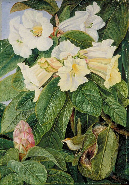 Rhododendron nuttallii and Tailor Bird, North India, , Marianne North