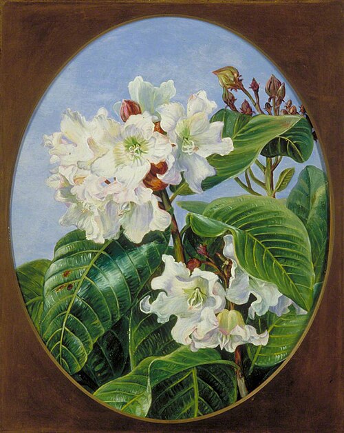 Foliage and Flowers of an Indian Climbing Evergreen Shrub, , Marianne North