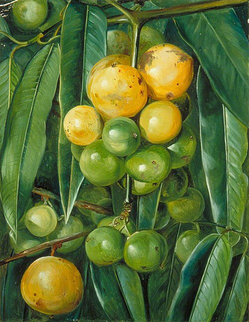 Foliage and Fruit of the Gourka or Goraka, of India, , Marianne North