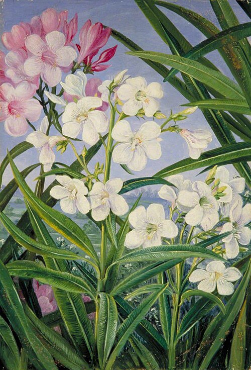 The Oleander, , Marianne North